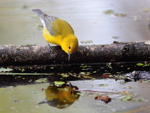 Prothonotary Warbler, May '15, 8acrp.JPG